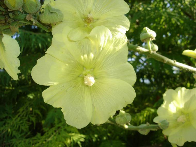 Alcea rugosa