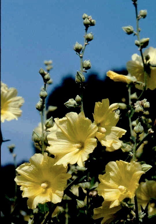 Alcea rugosa