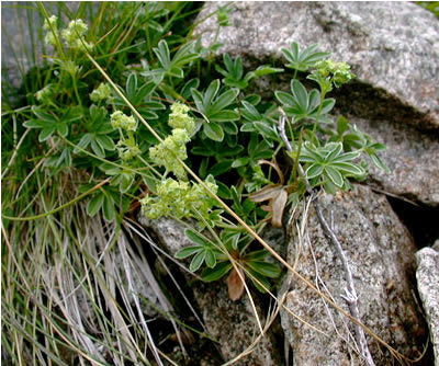 Alpine Lady's Mantle