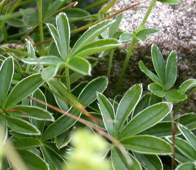Alpine Lady's Mantle