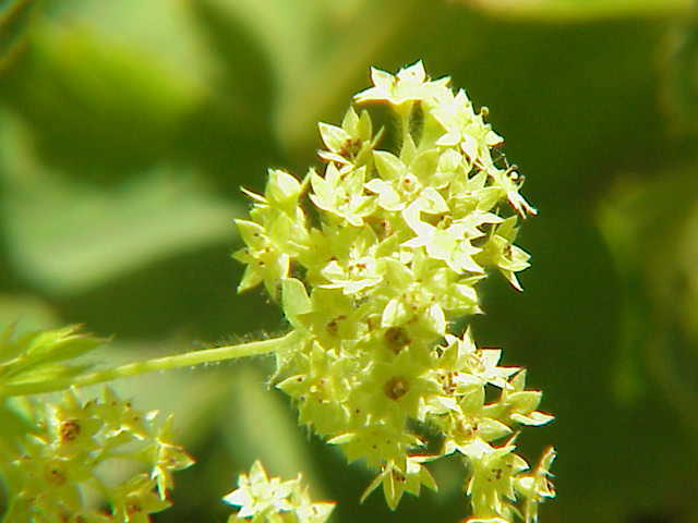 Alpine Lady's Mantle