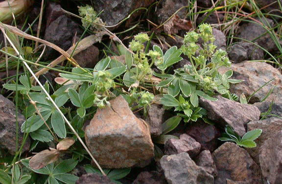 Alpine Lady's Mantle