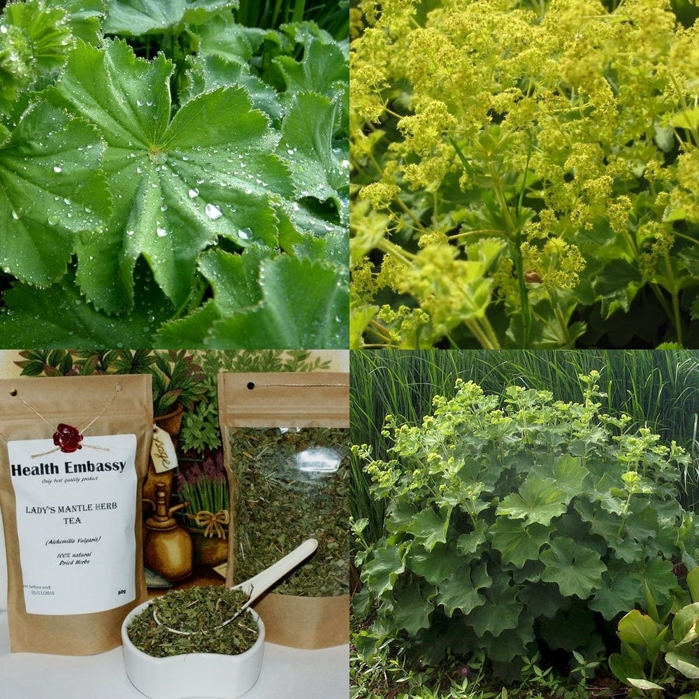 Alchemilla mollis