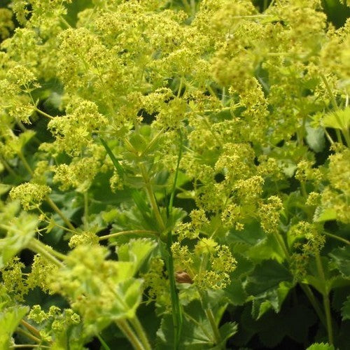 Alchemilla mollis