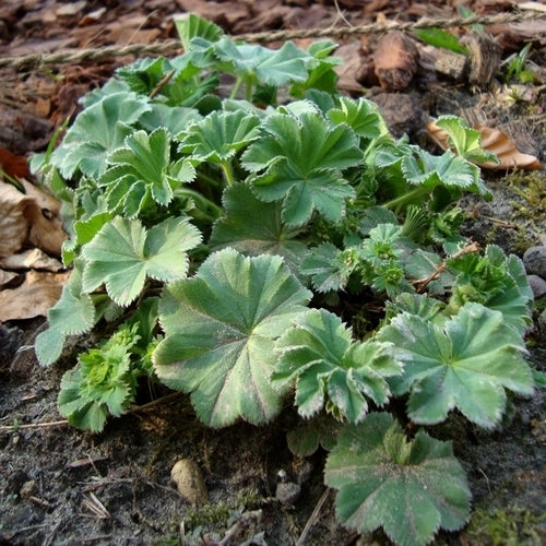 Alchemilla mollis