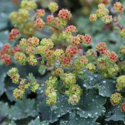 Alchemilla erythropoda