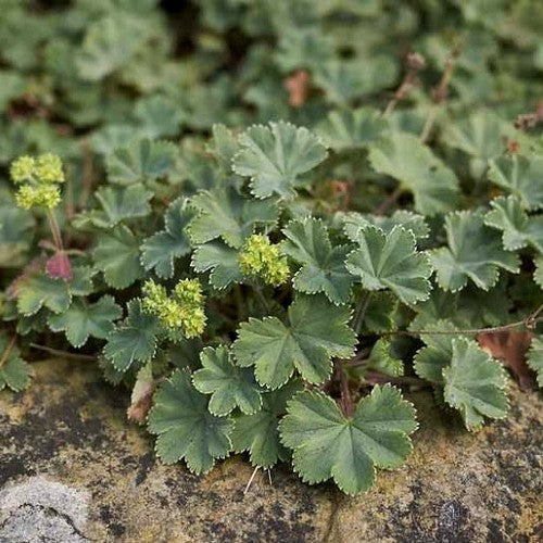 Alchemilla erythropoda