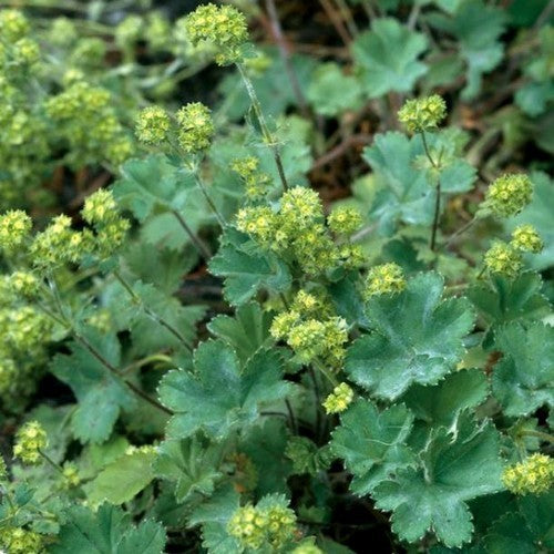 Alchemilla erythropoda