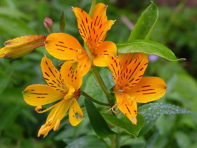 Alstroemeria aurantiaca 'Golden King'