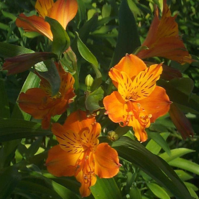 Alstroemeria aurantiaca 'Golden King'
