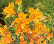 Alstroemeria aurantiaca 'Golden King'