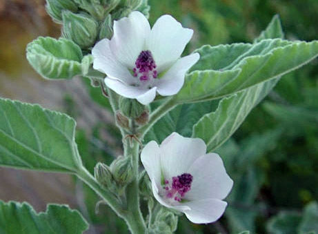 Althaea officinalis