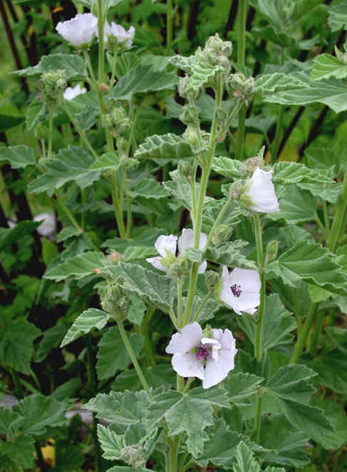 Althaea officinalis