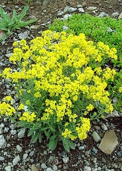 Alyssum saxatile 'Gold Dust'