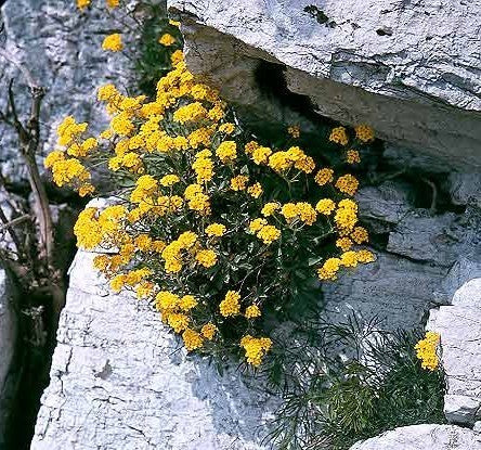 Alyssum saxatile 'Gold Dust'