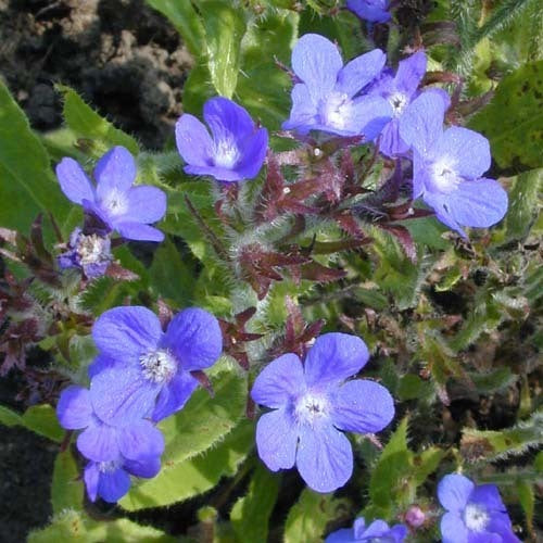 Anchusa azurea / Italica