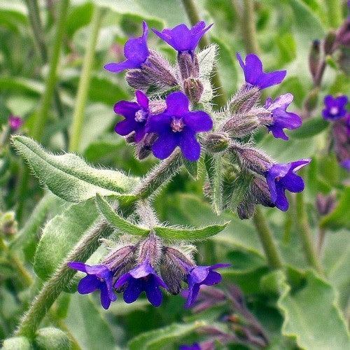 Anchusa officinalis