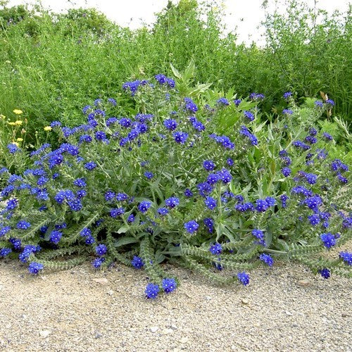 Anchusa officinalis