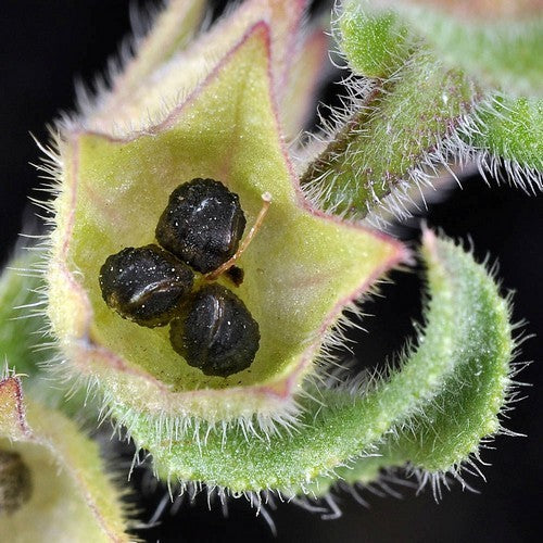 Anchusa officinalis