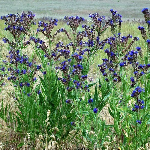 Anchusa officinalis