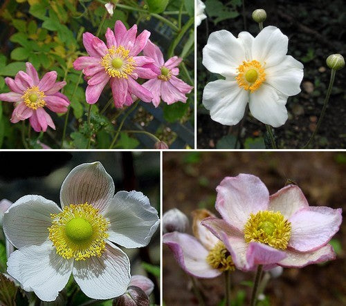 Anemone -Japonica-Hybrids