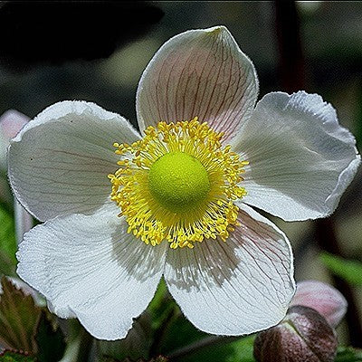 Anemone -Japonica-Hybrids