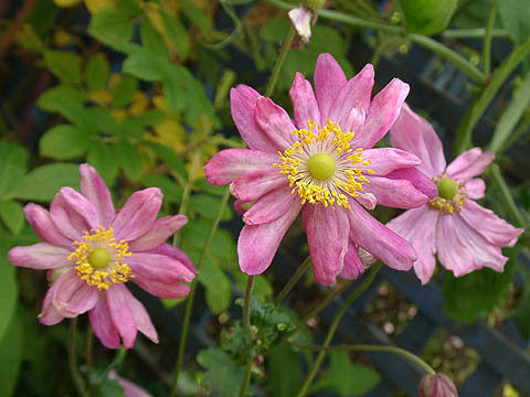 Anemone -Japonica-Hybrids