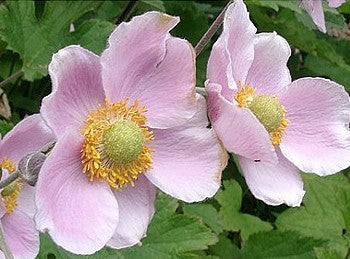 Anemone -Japonica-Hybrids