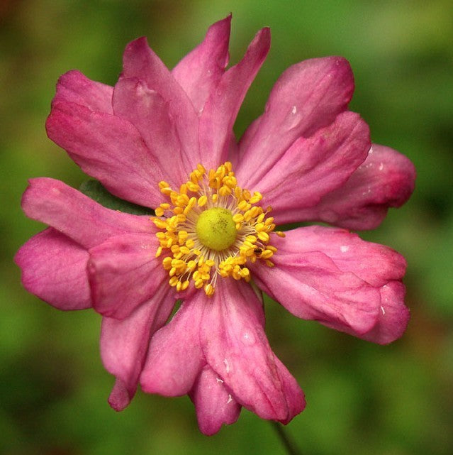 Anemone -Japonica-Hybrids