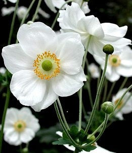 Anemone -Japonica-Hybrids