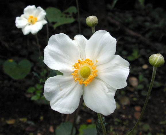 Anemone -Japonica-Hybrids