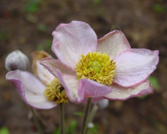 Anemone -Japonica-Hybrids