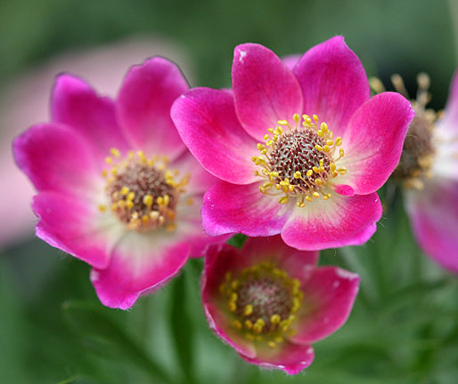 Anemone multifida 'Rubra'