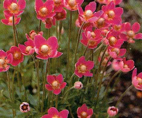 Anemone multifida 'Rubra'