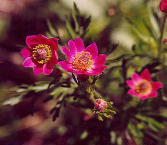 Anemone multifida 'Rubra'