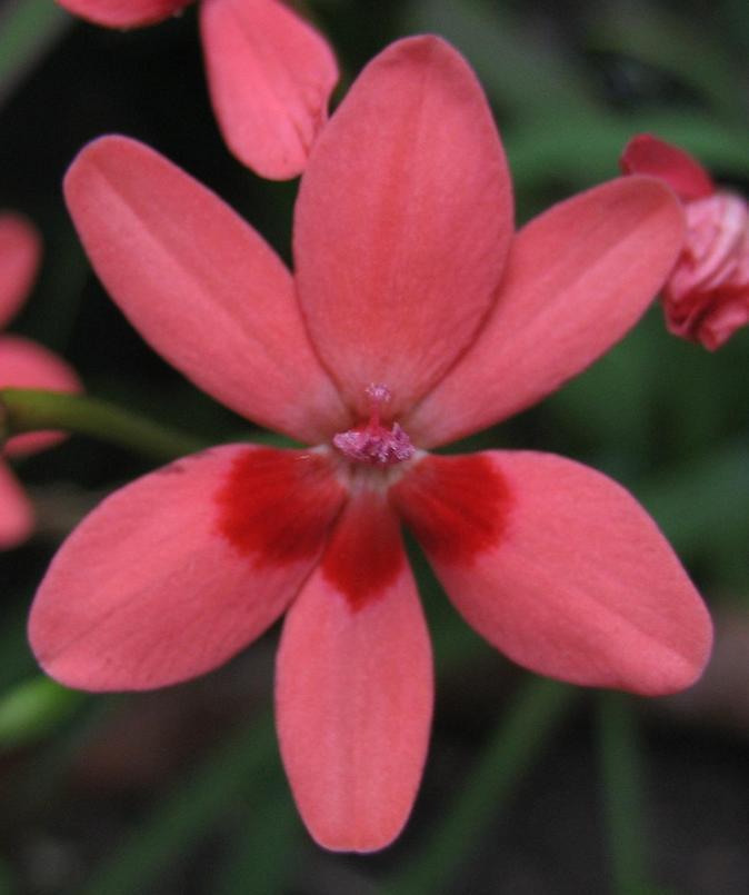 Anomatheca laxa