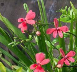 Anomatheca laxa