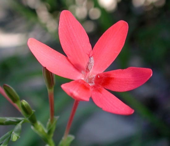 Anomatheca laxa