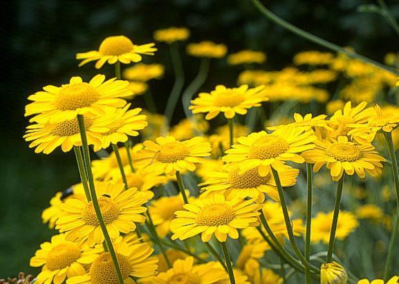 Anthemis tinctoria