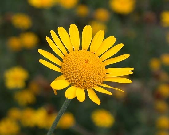 Anthemis tinctoria
