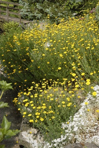 Anthemis tinctoria