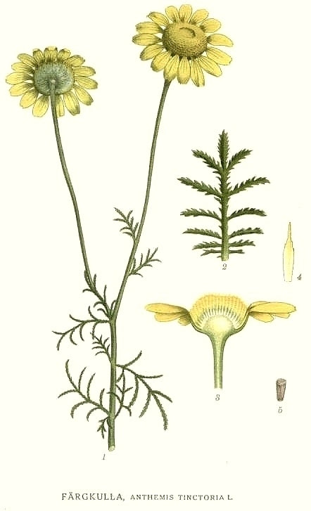 Anthemis tinctoria