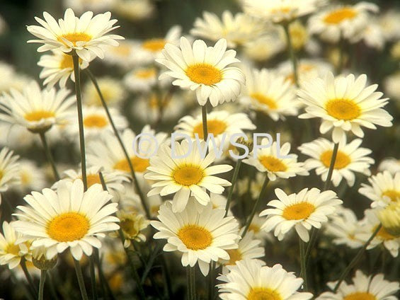 Anthemis tinctoria 'Sauce Hollandaise'