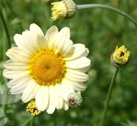 Anthemis tinctoria 'Sauce Hollandaise'