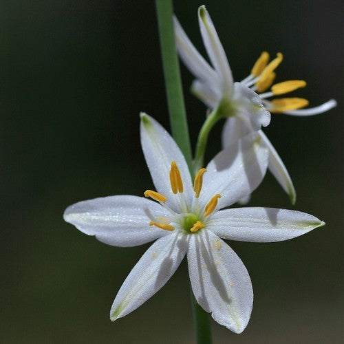 Anthericum liliago major