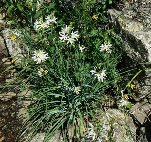 Anthericum liliago major