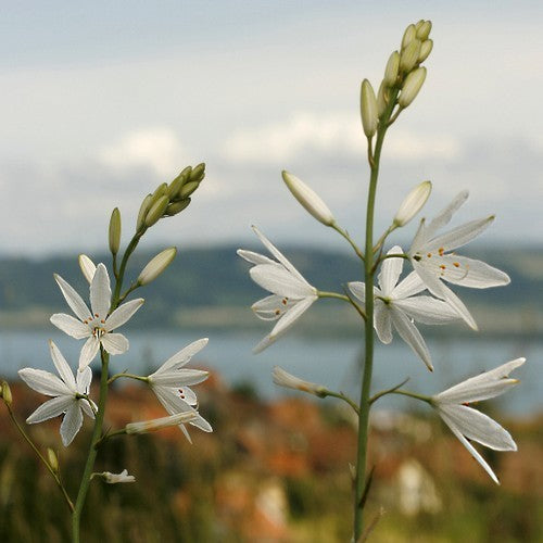 Anthericum liliago major