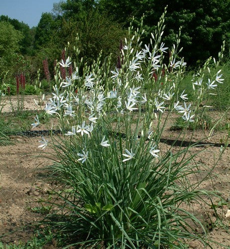 Anthericum liliago major