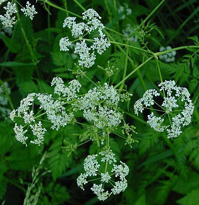 Anthriscus sylvestris