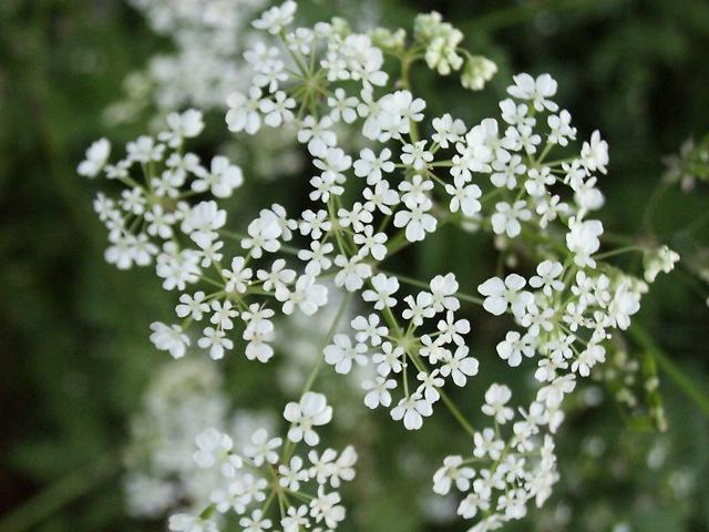 Anthriscus sylvestris